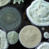 Mliječne gljive su pljesnive: šta učiniti s njima, zašto se pojavljuje plijesan, kako je izbjeći